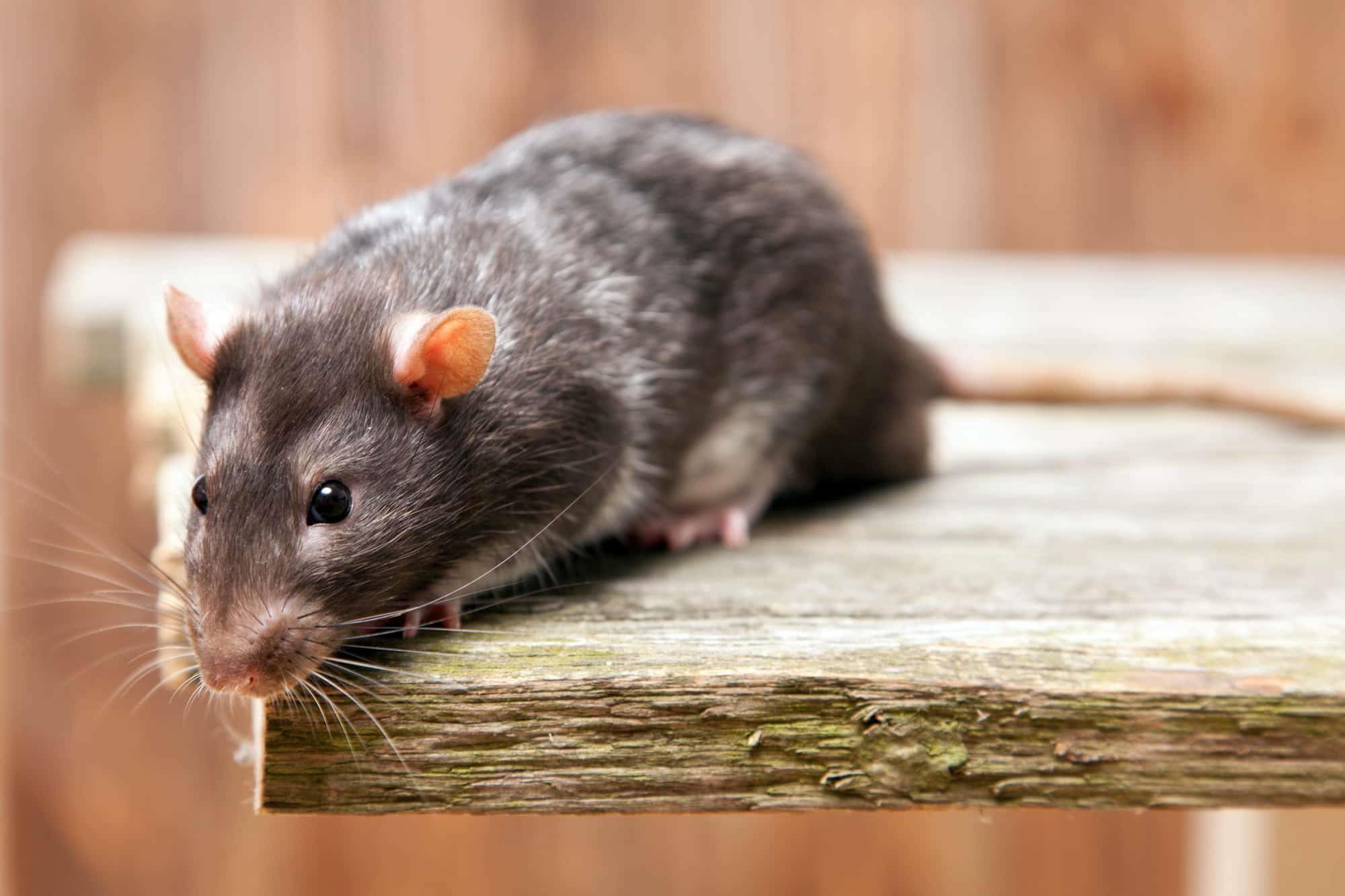Rats and Mice