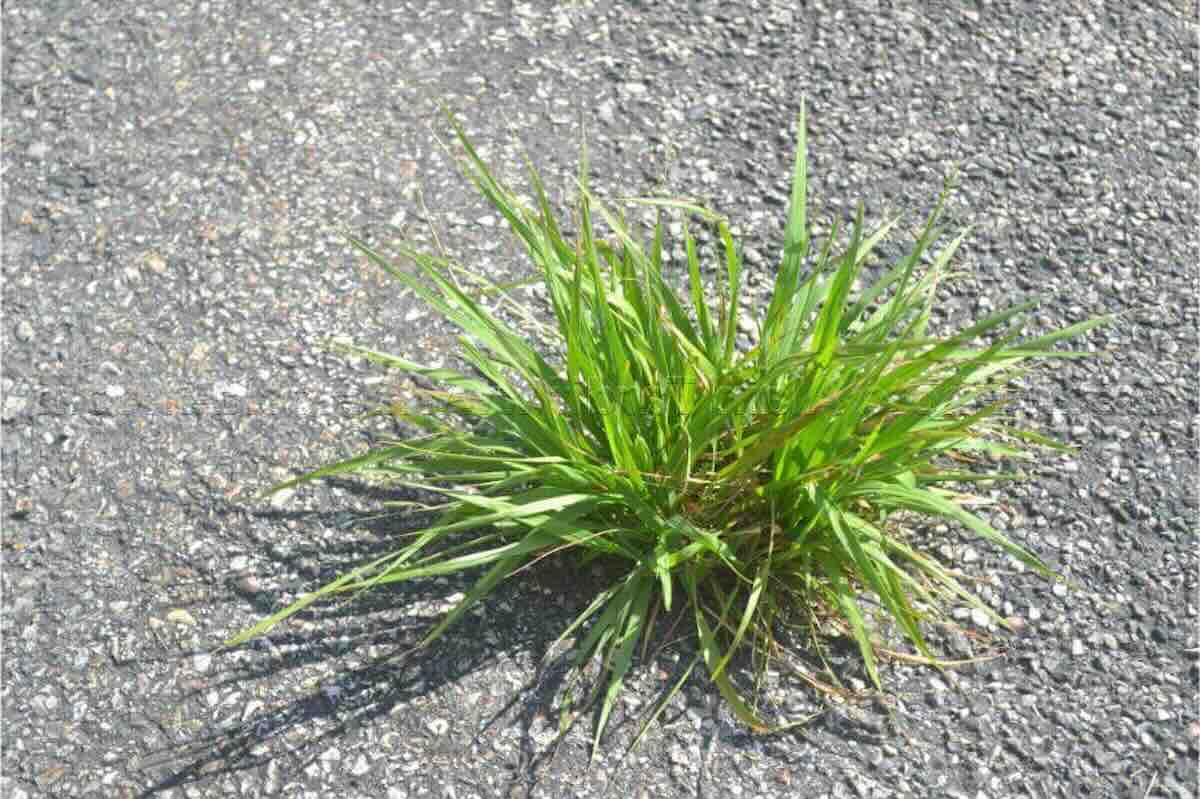 © Cette astuce de grand-mère élimine les mauvaises herbes