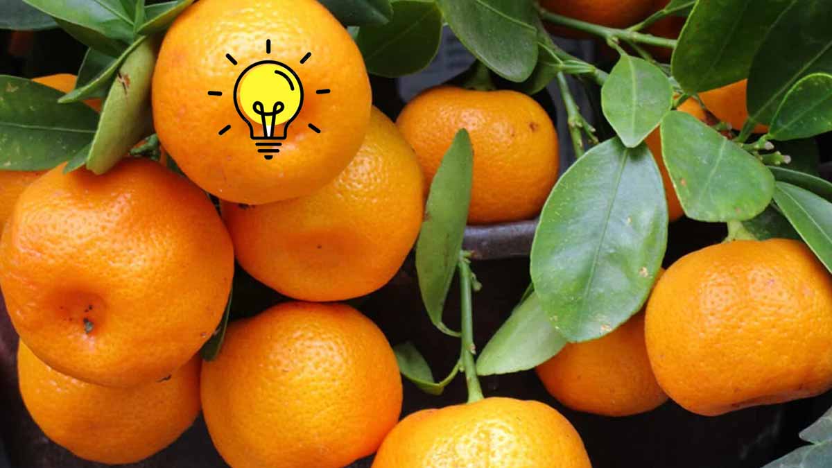 Adieu les mandarines molles  l’astuce magique pour les conserver longtemps sans qu’elles pourrissent