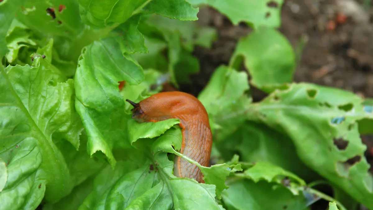 Cette astuce naturelle élimine les limaces et préserve vos récoltes  découvrez-la maintenant