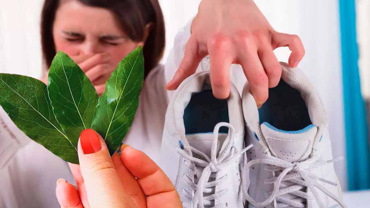 Dites adieu aux mauvaises odeurs des chaussures avec cette astuce ingénieuse des feuilles de laurier