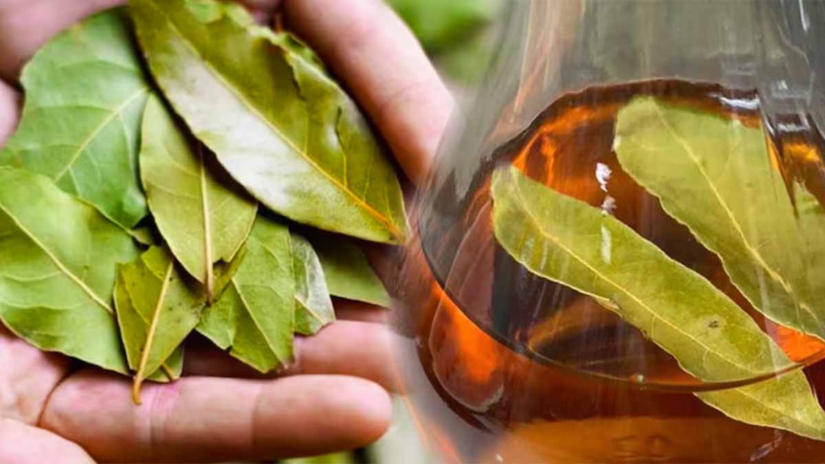Du laurier et du vinaigre  une astuce miraculeuse qui va résoudre votre plus grand problème chez vous