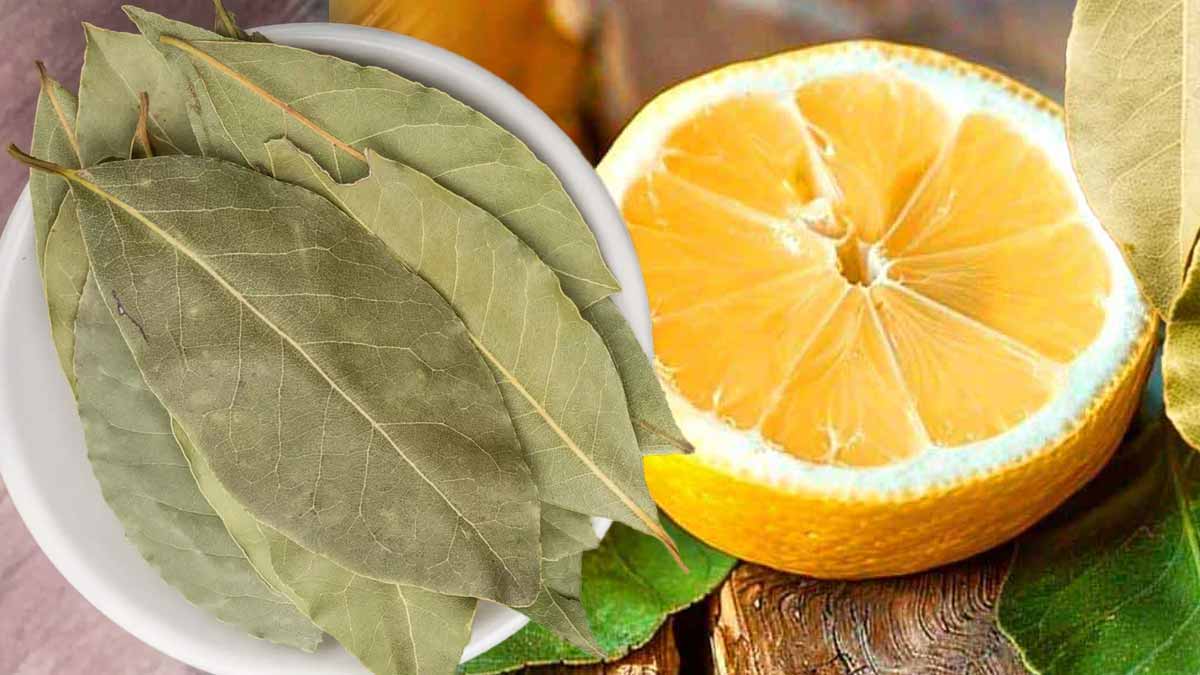 Citron et feuilles de laurier : le duo magique à placer dans chaque pièce ce printemps