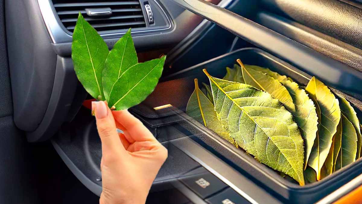 L’astuce ingénieuse du laurier dans la boîte à gants de votre voiture  vous ne pourrez plus vous en passer