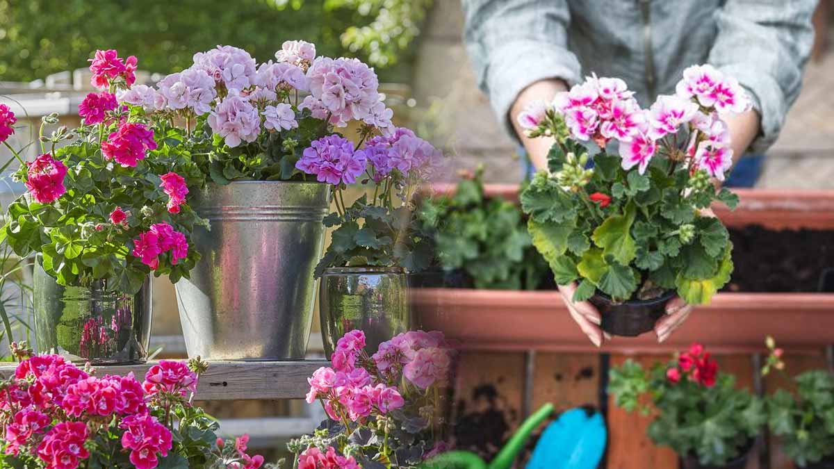 Ni engrais ni soleil  le secret des jardiniers pour que vos géraniums fleurissent dès ce printemps