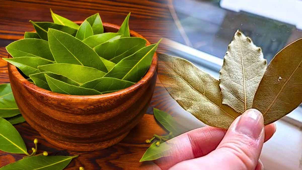 Voici pourquoi des milliers de foyers mettent des feuilles de laurier dans les coins de leur maison