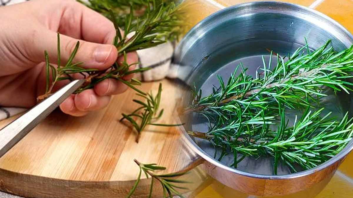 Faire bouillir du romarin chez soi : une astuce qui va révolutionner votre quotidien, selon les experts
