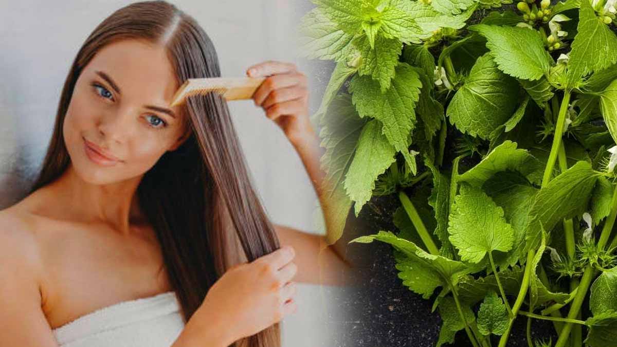 Fini la perte de cheveux : cette plante que l’on trouve partout les fait repousser en quelques jours