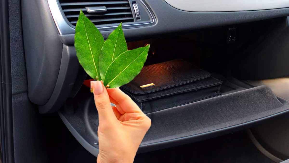 L’astuce magique du laurier dans la boîte à gants de votre voiture : vous n’allez plus vous en passer