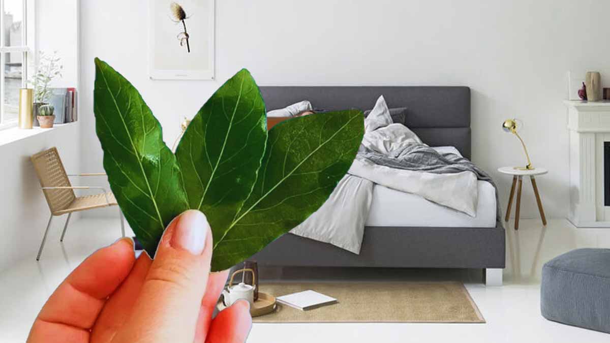 Mettez des feuilles de laurier sous votre lit ce soir : ce que vous allez ressentir va vous surprendre