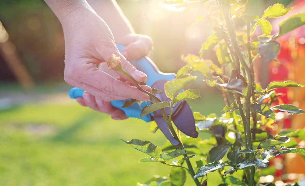 Ce que les anciens plantaient en juin pour attirer chance, harmonie et floraison tout l’été dans leur jardin  l’arbuste secret à découvrir