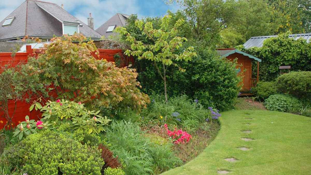 Cet arbre qui pousse à vue d’œil est idéal pour camoufler son jardin cet été et éviter le vis-à-vis avec les voisins