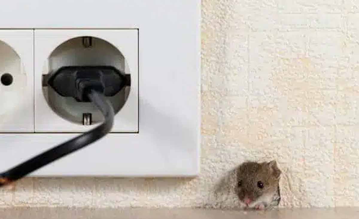 Cet ingrédient à moins de 1 euro est le cauchemar naturel parfait des rats et des souris