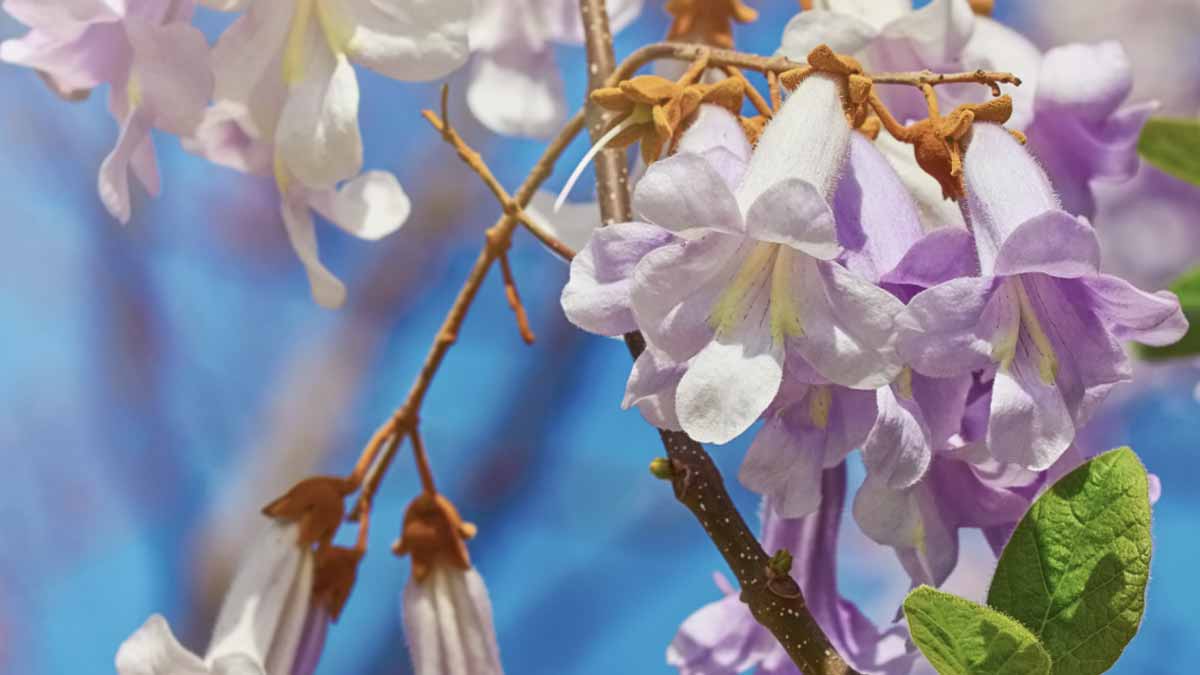 Cet arbre pousse à toute allure et métamorphose votre jardin en oasis même par 40 °C