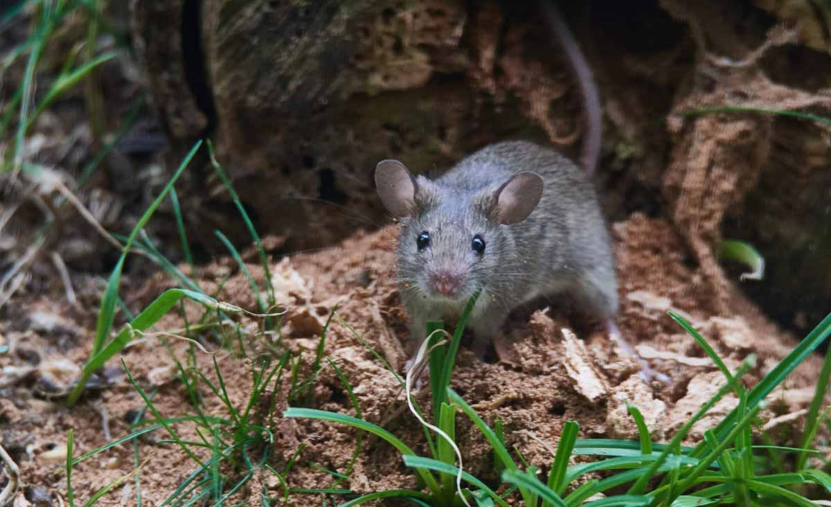 Les rats la détestent, vous allez l’adorer  cette plante insoupçonnée à cultiver pour les éloigner définitivement du jardin
