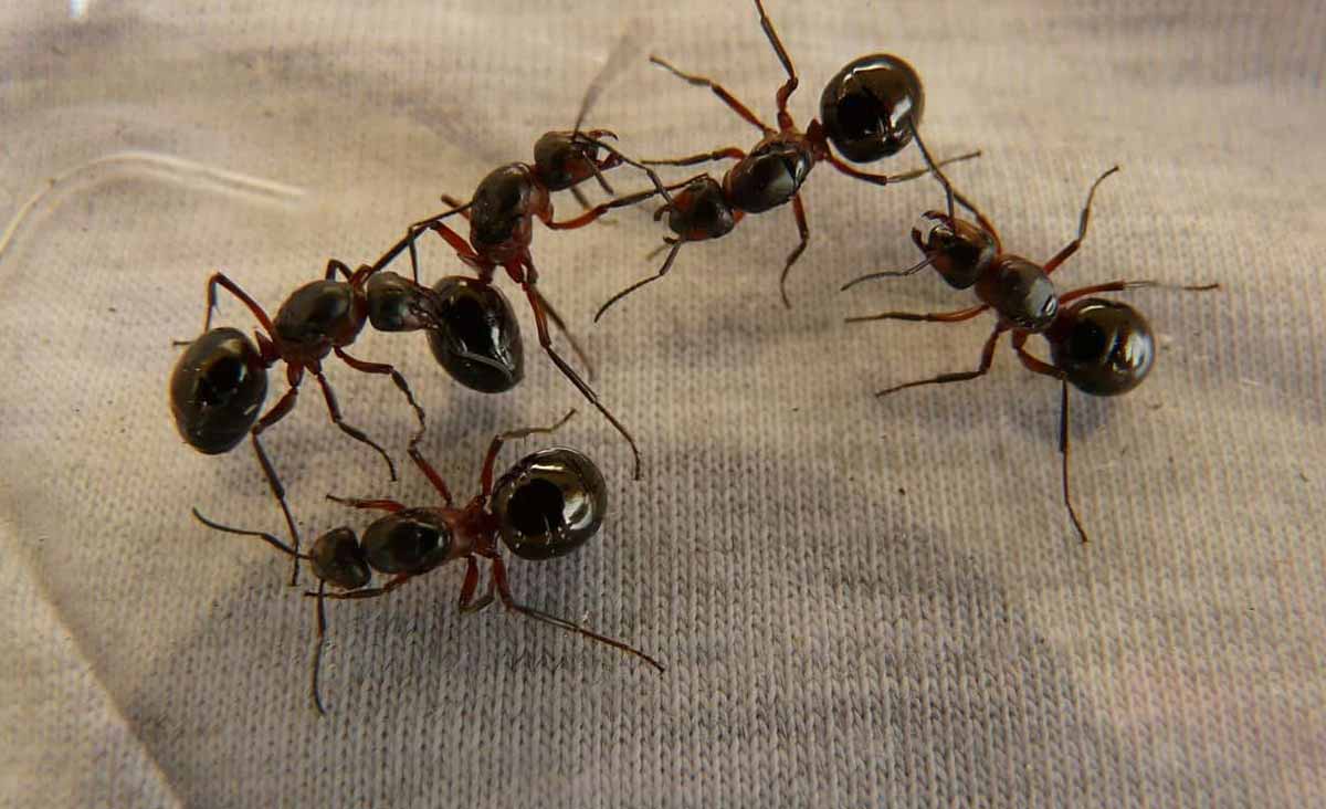 Avis très important si vous tuez les fourmis que vous trouvez chez vous : il ne faut plus le faire danger santé fourmis