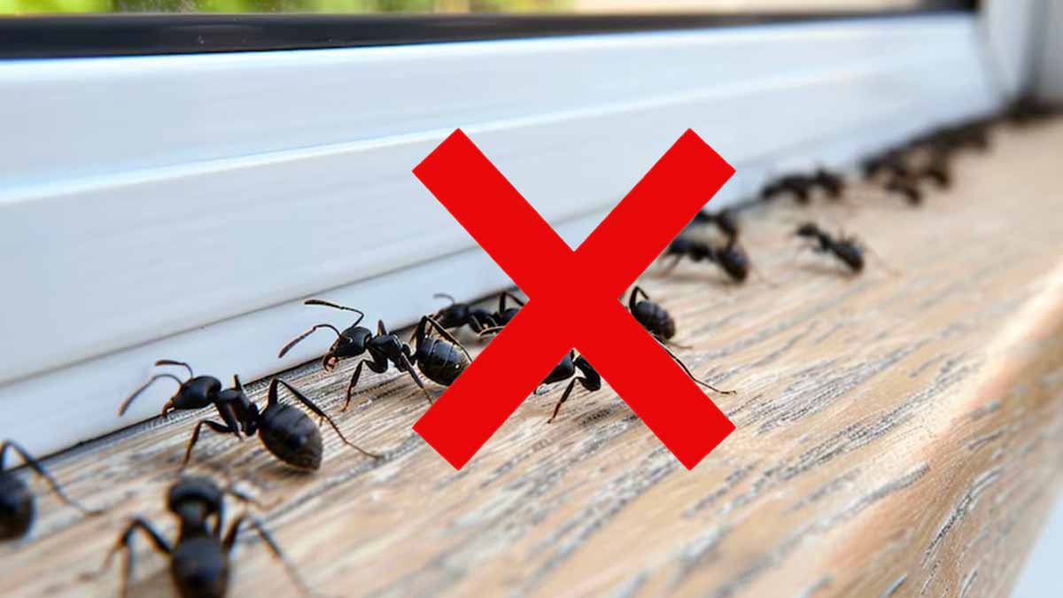 Adieu les fourmis pour toujours : l’astuce pour s’en débarrasser radicalement avec ce fruit