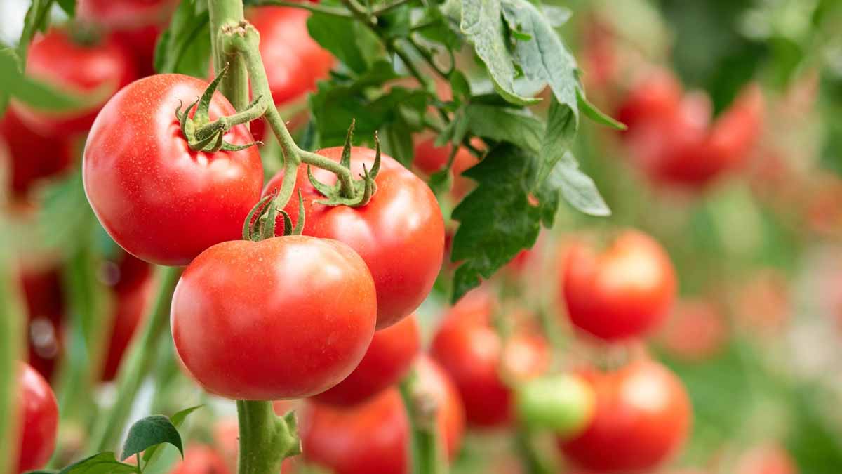 C’est le moment idéal pour planter vos tomates (et ce geste simple peut doubler votre récolte cet été)