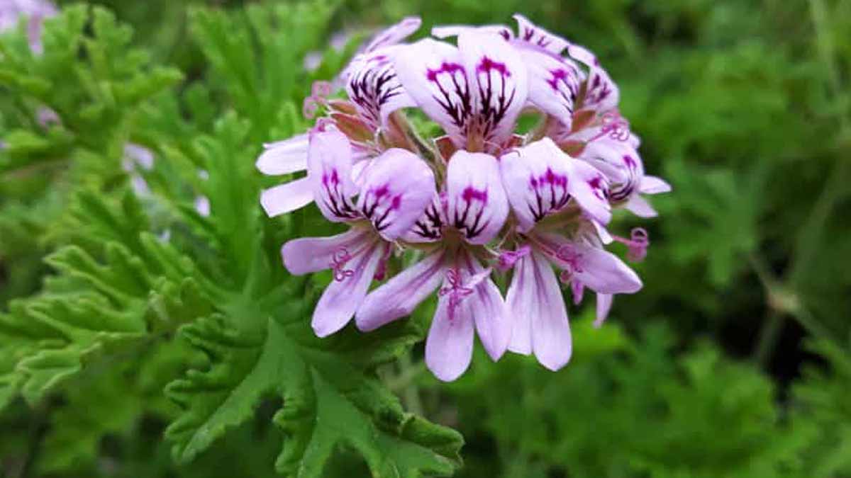 Cette plante qui fleurit tout l’été dégage une odeur que les tiques redoutent, votre jardin sera enfin tranquille