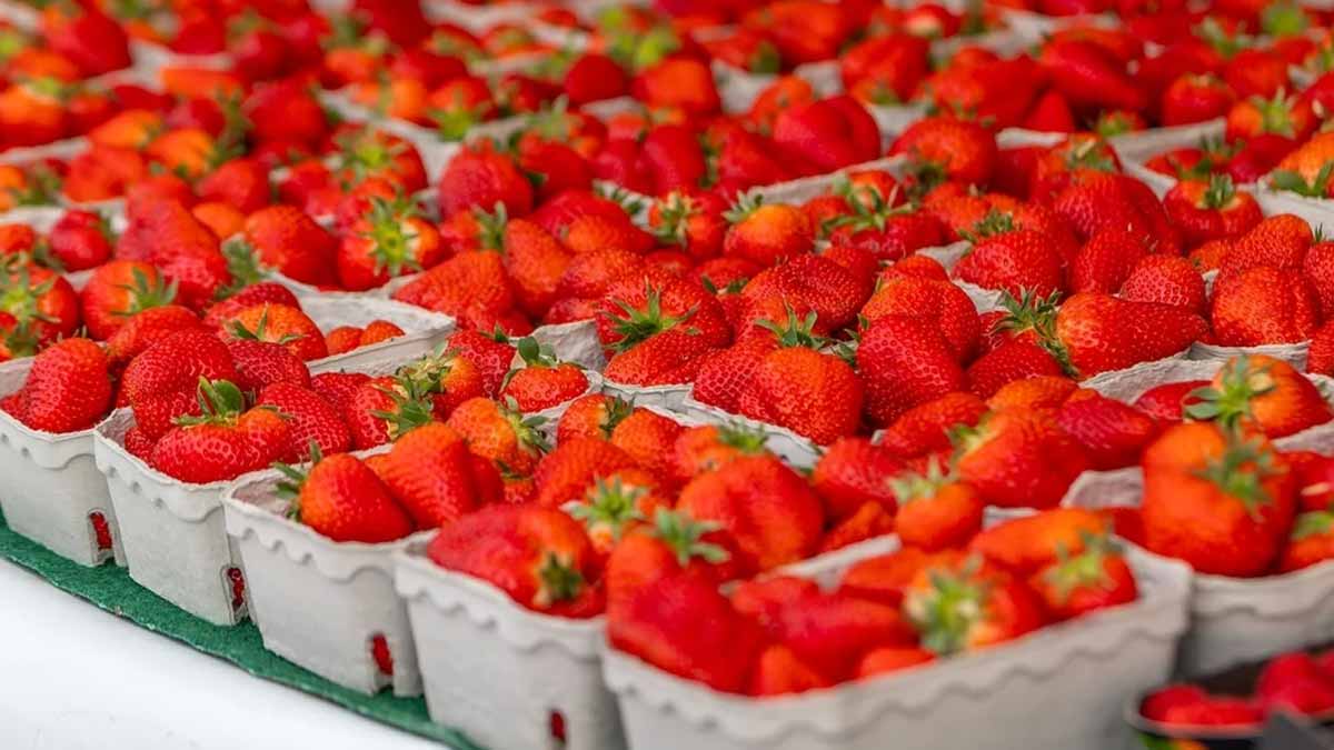 Des fraises infestées par les pesticides circulent dans toute la France, attention à ces variétés précises