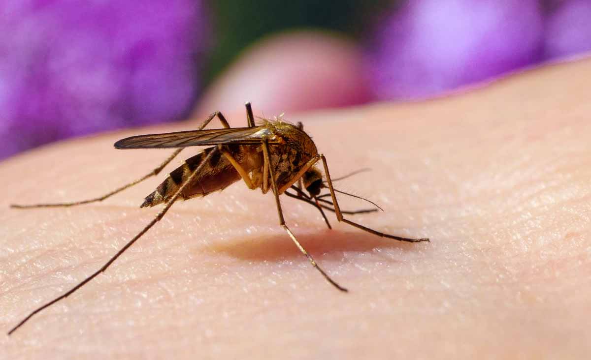 N’écrasez jamais un moustique : une association alerte sur ce danger méconnu
