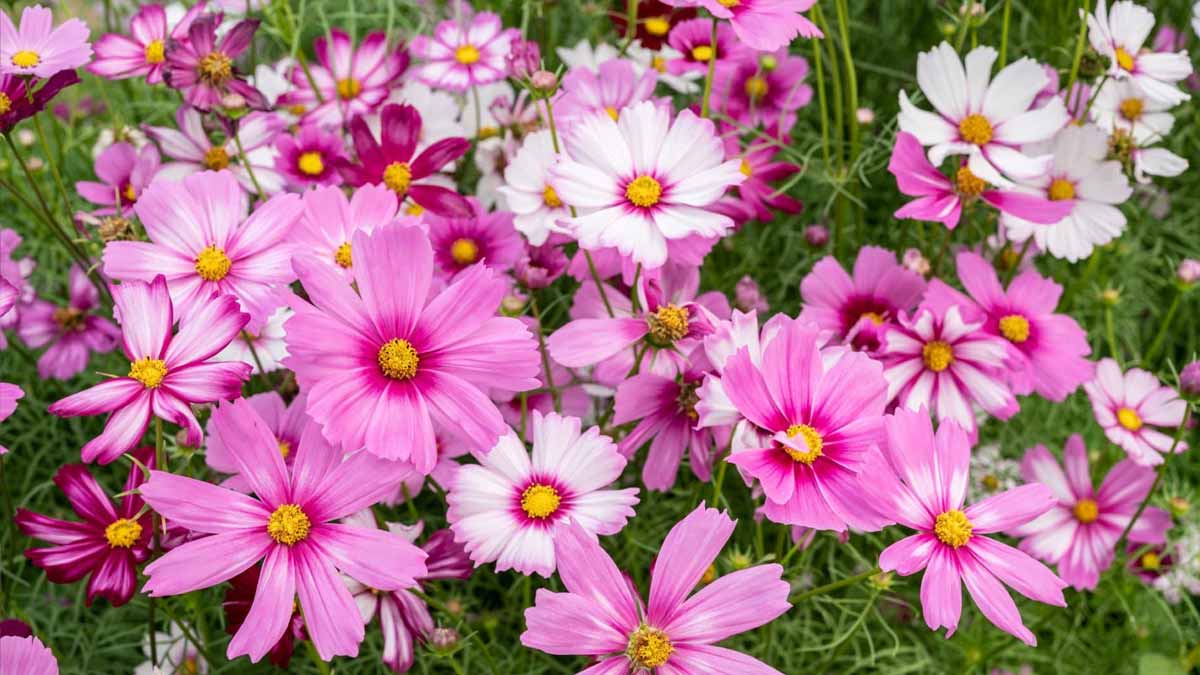 fleurs à planter avant fin juin