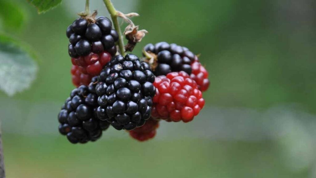 L’arbre parfait à planter fin juin pour profiter de ses fruits délicieux sans effort