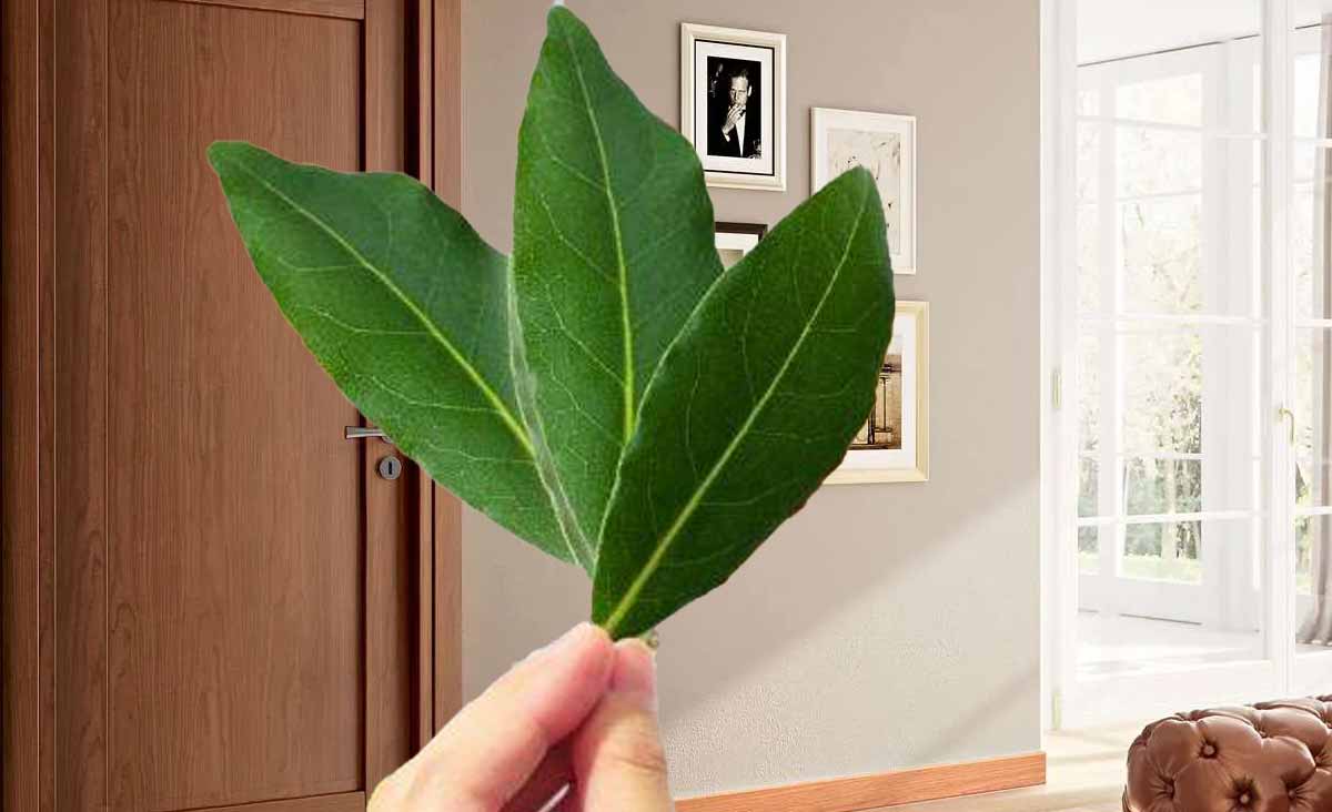 Les experts recommandent de mettre une feuille de laurier sur votre porte avant de sortir, voici l’effet