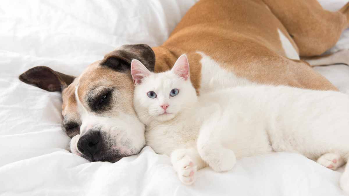Les vétérinaires lancent une alerte cruciale à tous les propriétaires de chats
