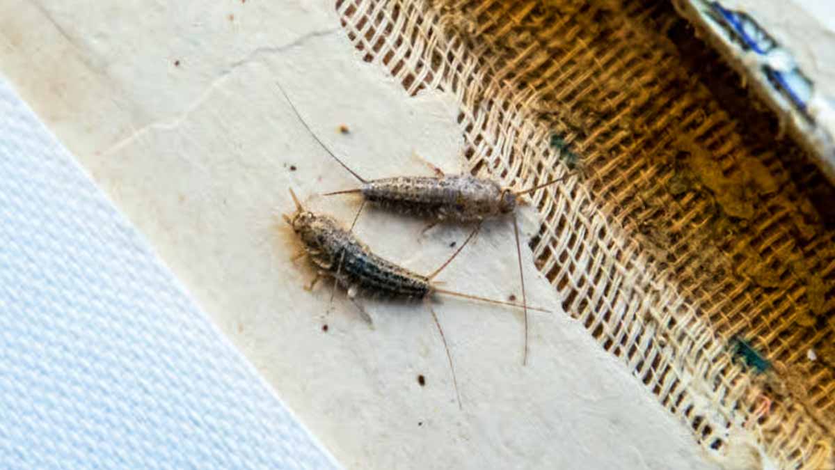 Adieu l’insecte le plus détesté : la solution pour l’éliminer définitivement de chez vous