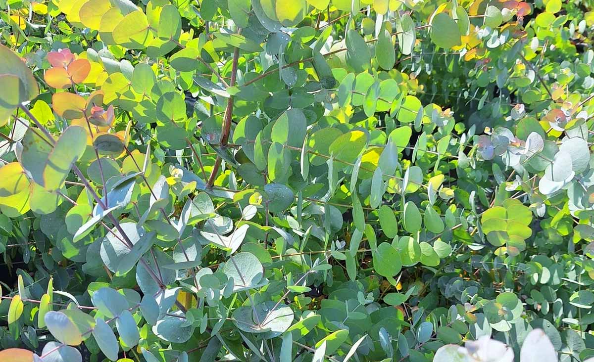 Cette plante apaise efficacement les douleurs musculaires et articulaires et réduit la toux