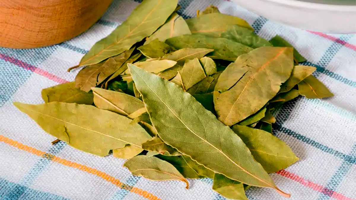 Une feuille de laurier derrière la porte : l’astuce qui éliminera votre plus grand problème cet été