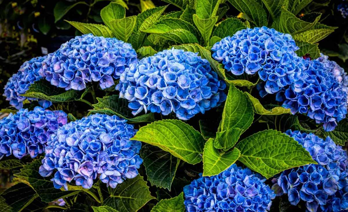 Peu de jardiniers le savent… et pourtant, ce geste en juin transforme vos hortensias en machine à fleurs !