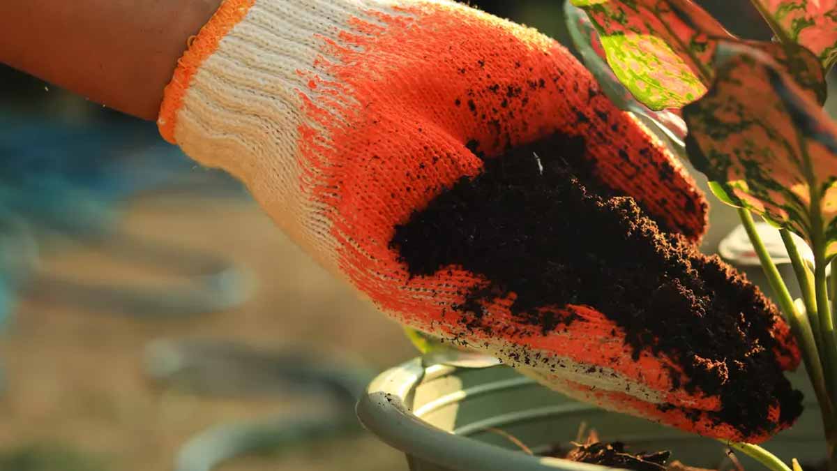 Marc de café : voici les plantes qui en raffolent