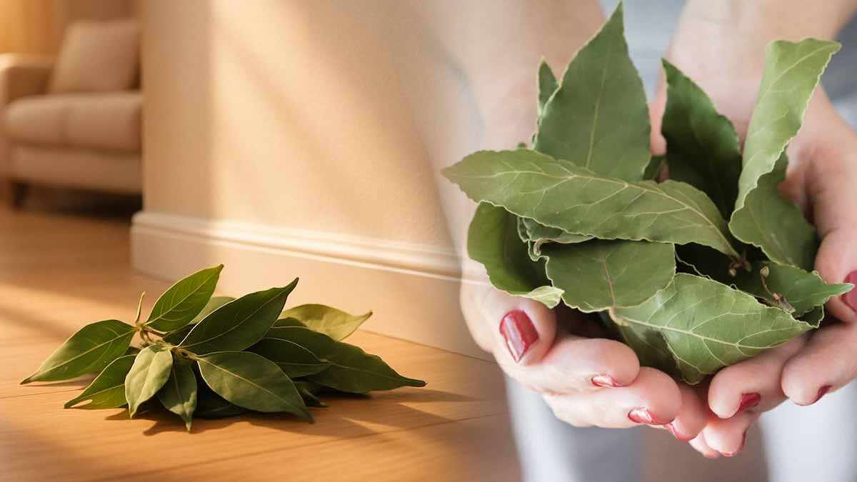 Mettre des feuilles de laurier dans les coins de votre maison