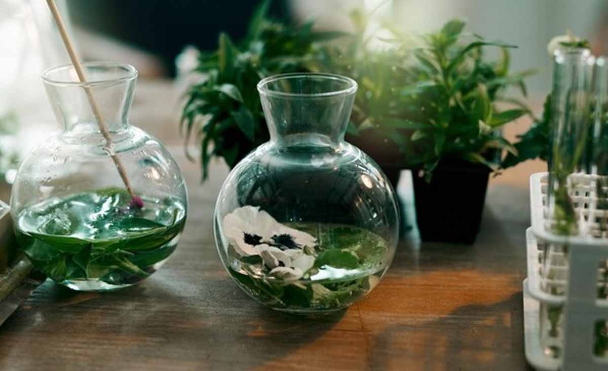 Cette astuce de grand-mère avec un bol d’eau et de vinaigre extermine définitivement les moucherons de vos plantes