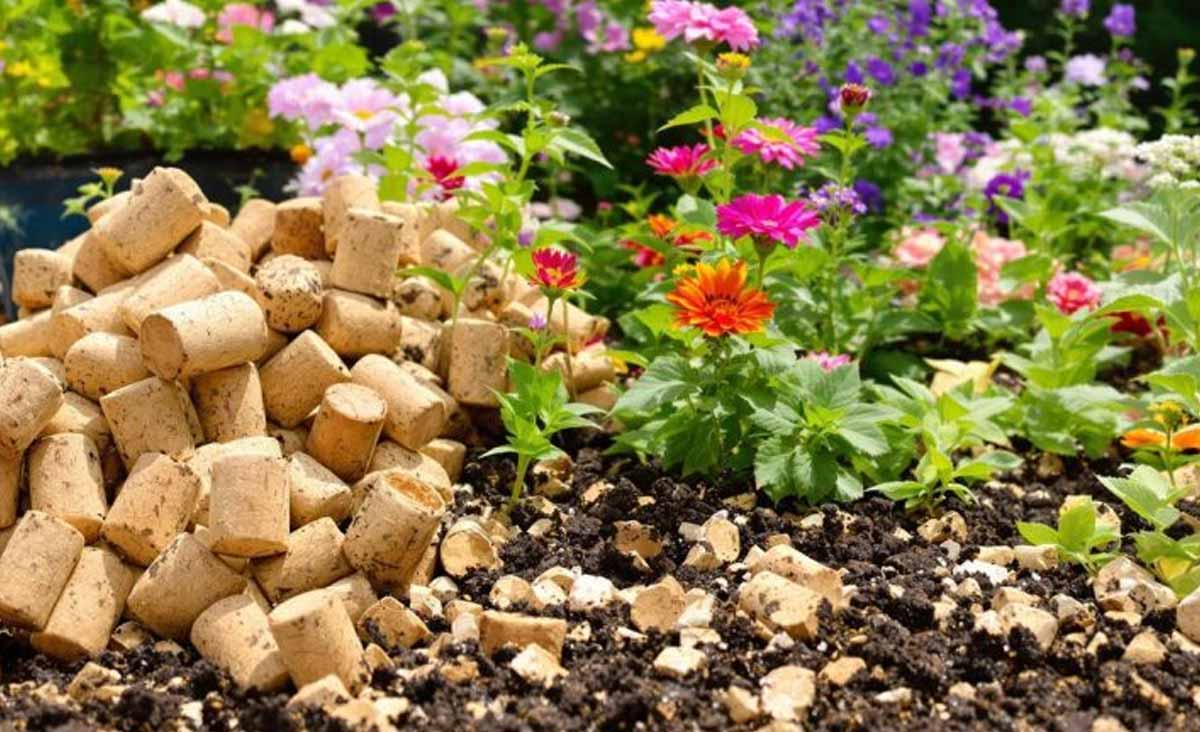 Vous alliez jeter ces bouchons ? Cette astuce méconnue avec du liège peut sauver toutes vos plantes de la sécheresse cet été technique anti-dessèchement plantes été