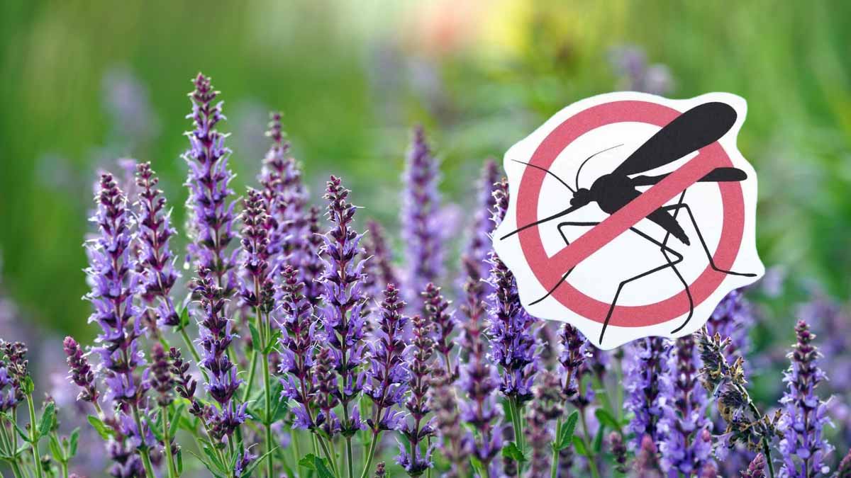plante pour éloigner moustiques