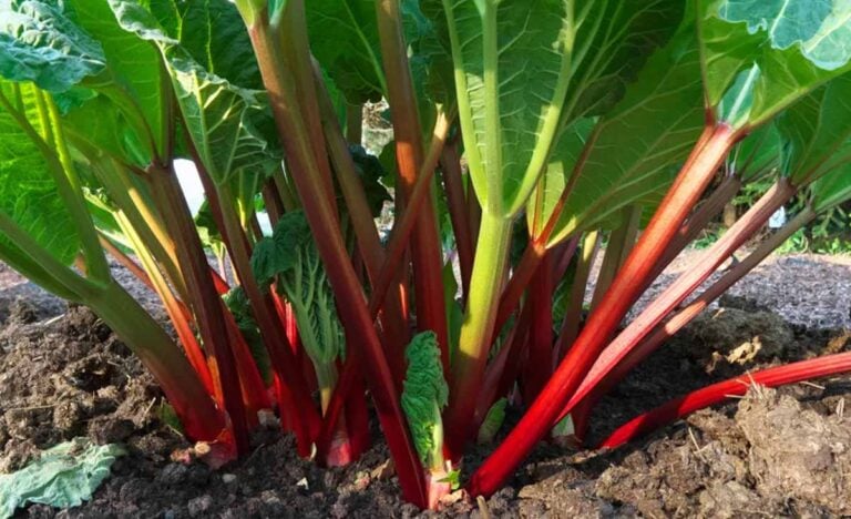 Plante repousser pucerons