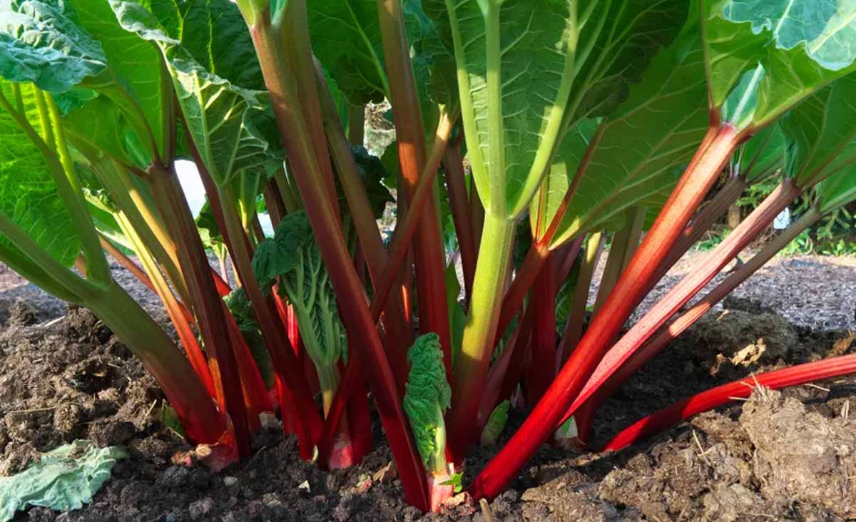 Plante repousser pucerons