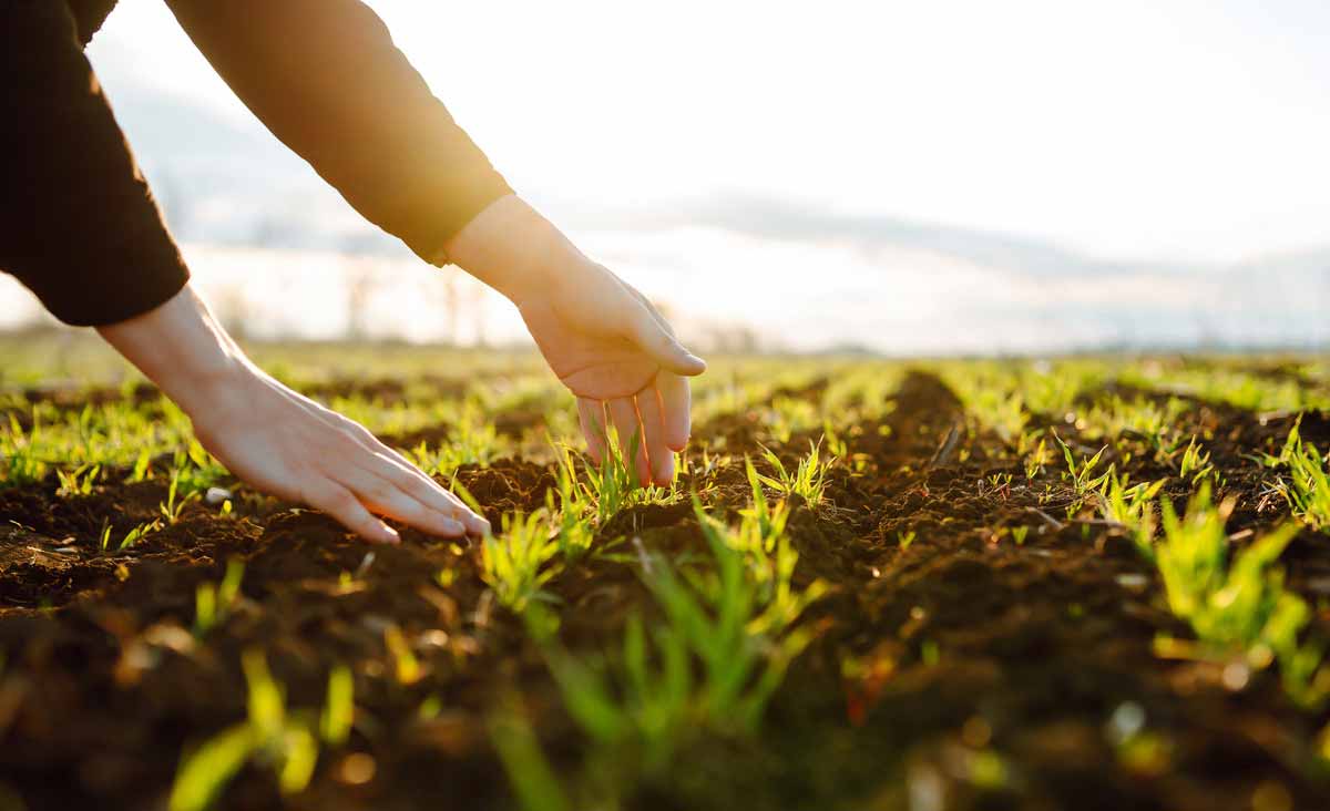 Plantez ces graines maintenant et récoltez splendeur et saveurs toute l’année