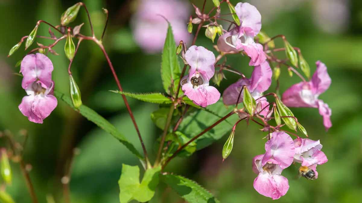 Cette fleur doit être éradiquée au plus vite de votre jardin