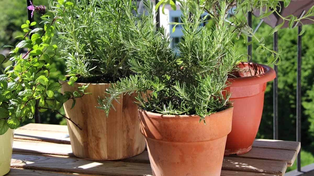 « Cette herbe qu’on oublie souvent de cuisiner a pourtant de nombreux bienfaits »