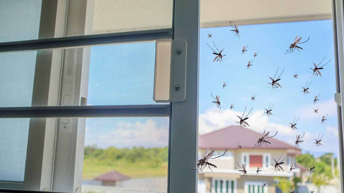 L’astuce du verre à côté de la fenêtre va repousser les moustiques de rentrer chez vous