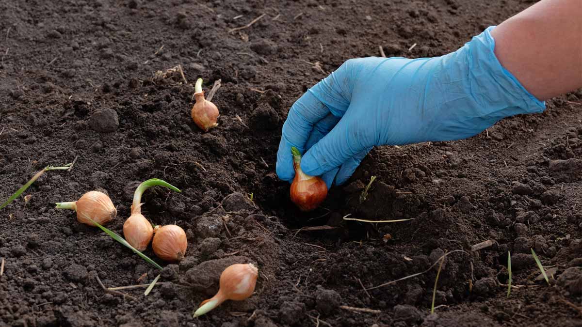 légumes à planter en juillet
