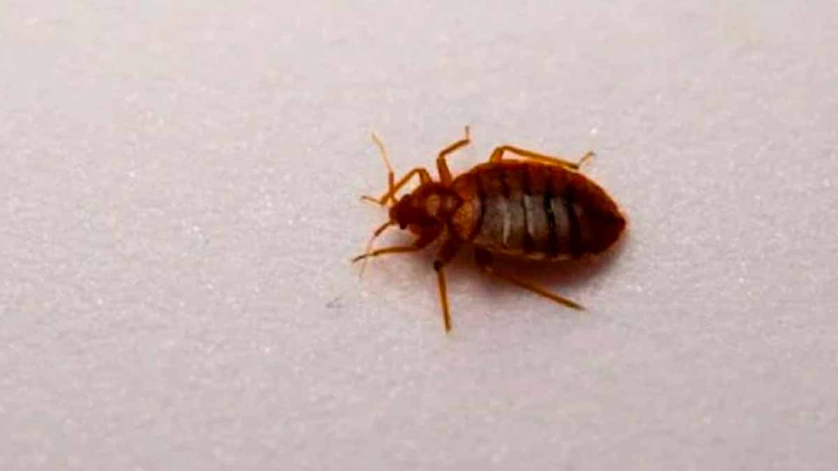 N’achetez plus jamais ces plantes : elles pourraient attirer les punaises de lit chez vous